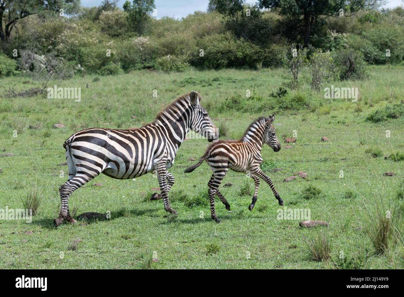 La madre di Zebra e il suo nemico corrono insieme nelle erbe leggere del Masai Mara, Kenya Foto Stock