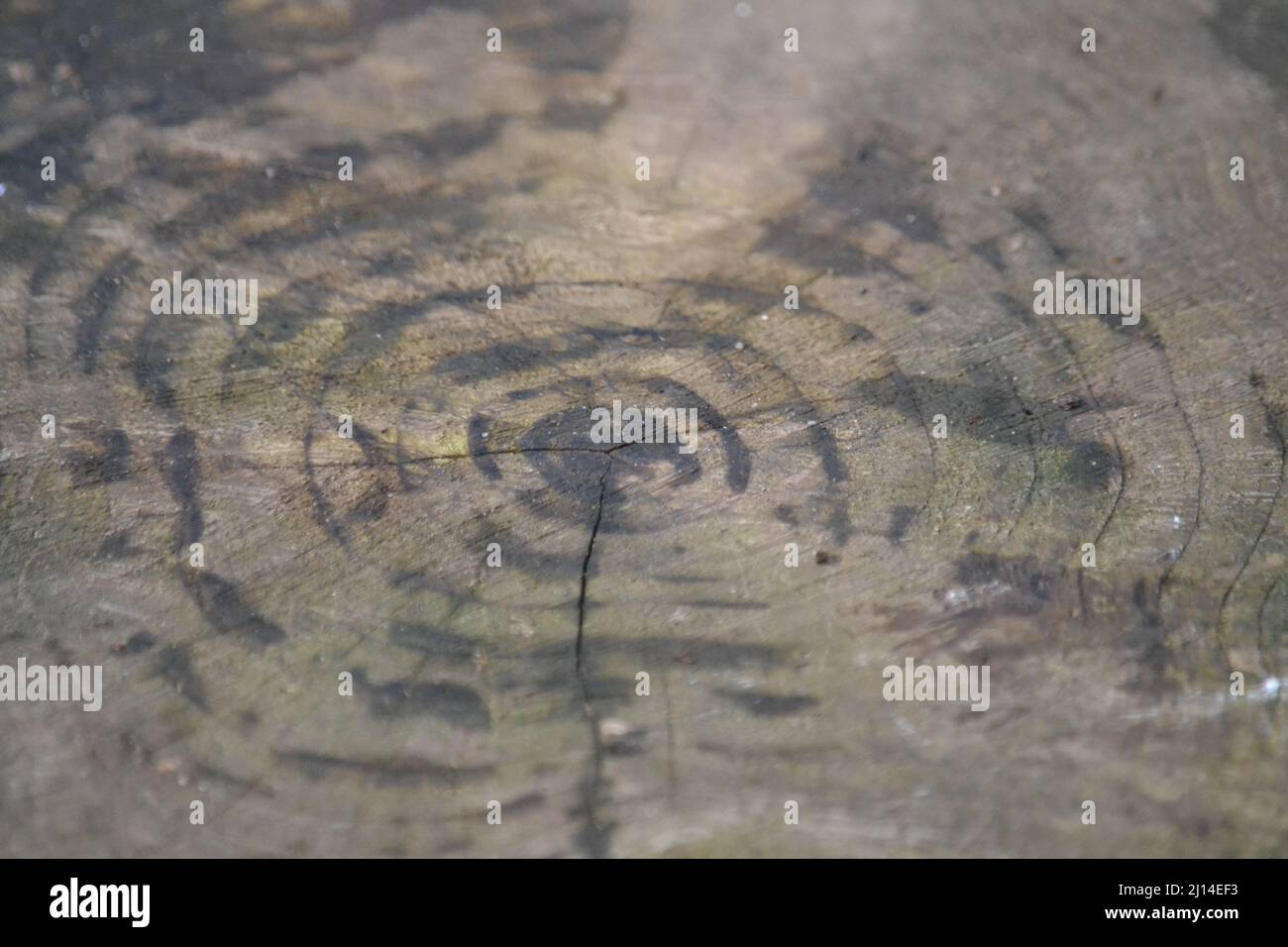 Anelli dell'albero sul ceppo dell'albero - albero del giardino - Età di Un albero - marchi bagnati e asciutti del legno - conservazione di selvicoltura - Regno Unito Foto Stock