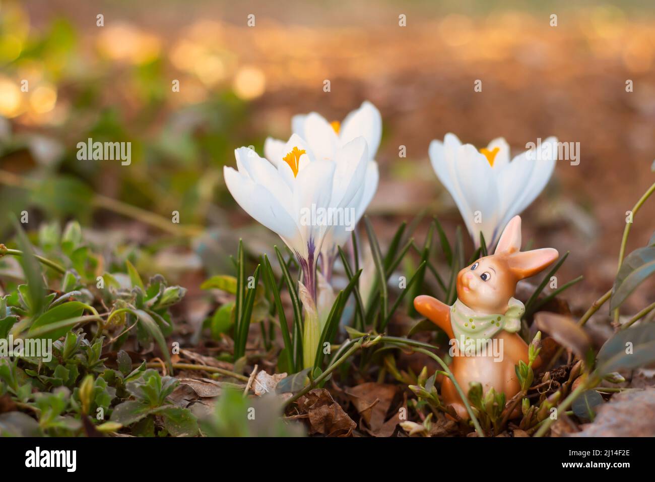 La primavera sta arrivando. I primi fiori bianchi di cocco con coniglietto pasquale nel mio giardino in un pomeriggio soleggiato Foto Stock