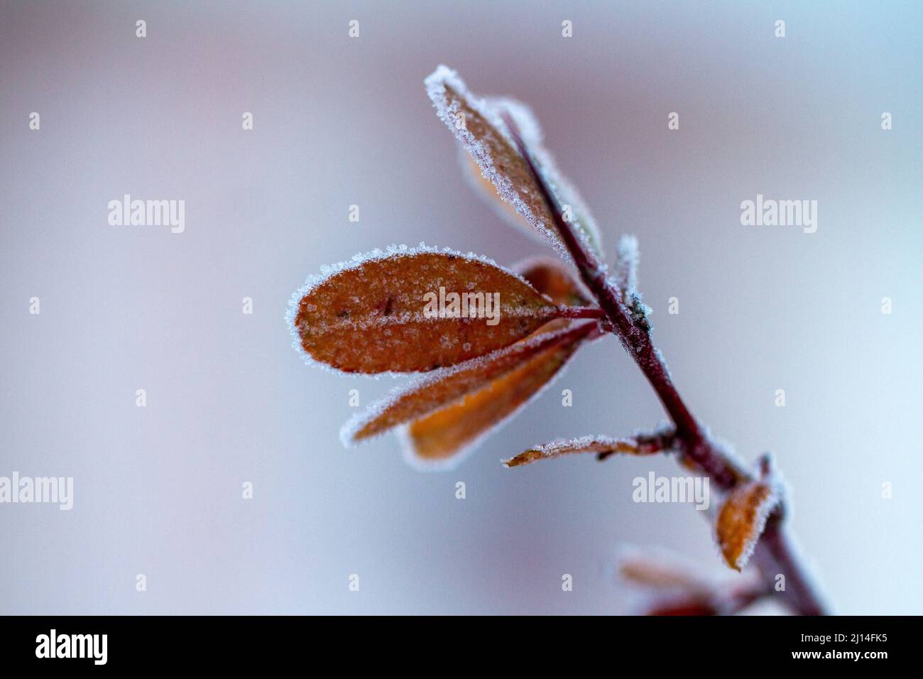 foglie congelate della mattina d'inverno. Foto Stock