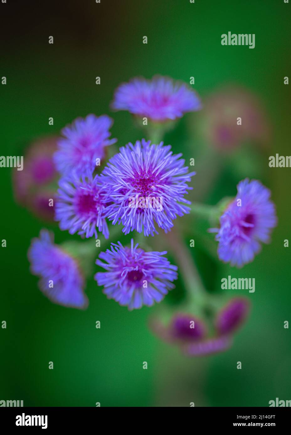 Fuoco selettivo di fiori di ageratum viola nel giardino con sfondo sfocato Foto Stock