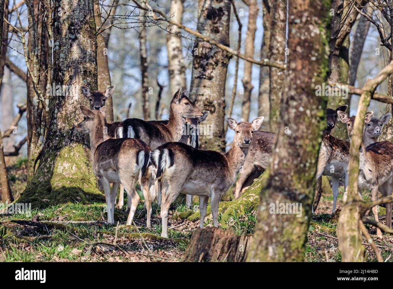 Sheltering di Deer nella piantagione di Grotton al parco di Mount Edgcumbe sulla penisola di Rame nella Cornovaglia sud-orientale Foto Stock