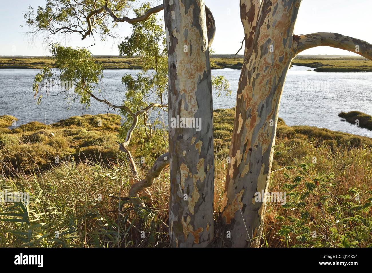 Albero di eucalipto che cresce nella zona paludosa vicino Huelva in Andalusia Spagna meridionale. Foto Stock