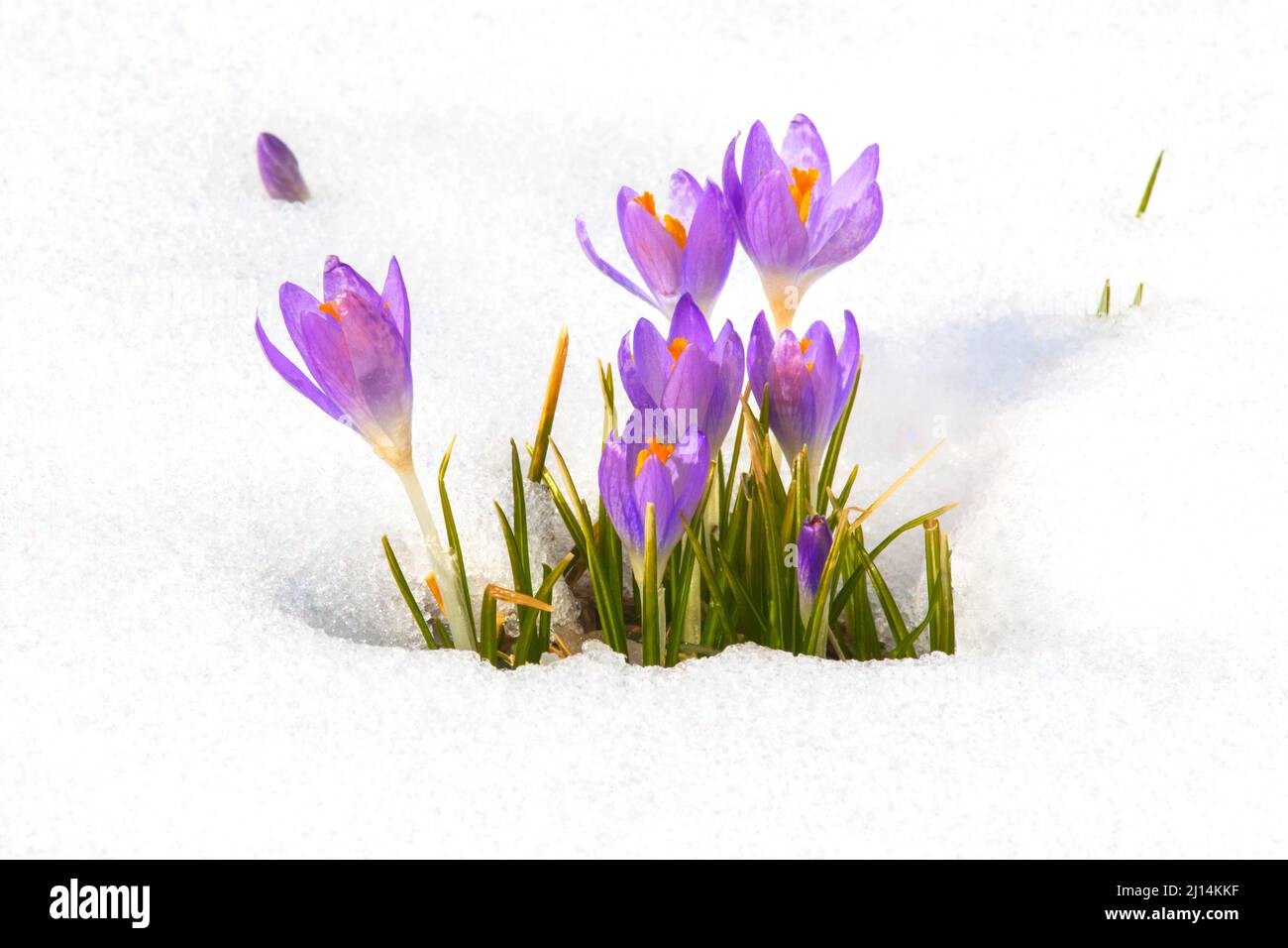 Crocus fiorisce attraverso una neve tardo inverno nelle Pocono Mountains della Pennsylvania Foto Stock
