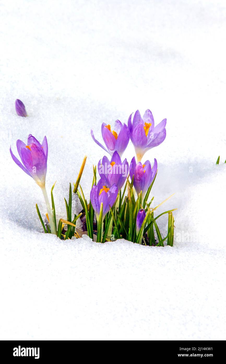Crocus fiorisce attraverso una neve tardo inverno nelle Pocono Mountains della Pennsylvania Foto Stock