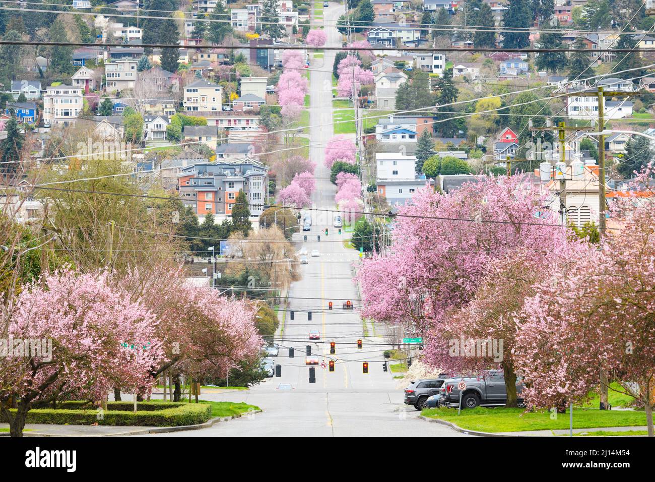 Il quartiere di Seattle come alberi primaverili fioriscono rosa Foto Stock