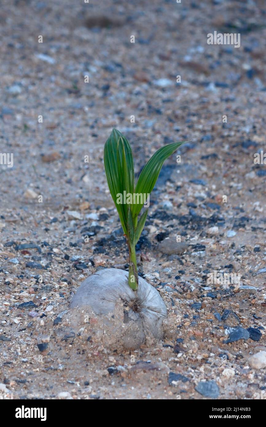 Il cocco è una pianta alta. Ci sono molti vantaggi, tra cui cibi salati, cibi dolci, rifugio e molte cose. Foto Stock