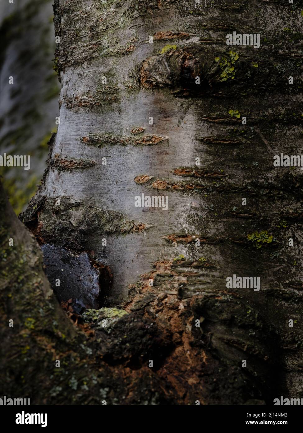 Primo piano della consistenza della corteccia degli alberi con crepe scure e motivi naturali dovuti agli agenti atmosferici, creando uno sfondo boschivo astratto. Foto Stock