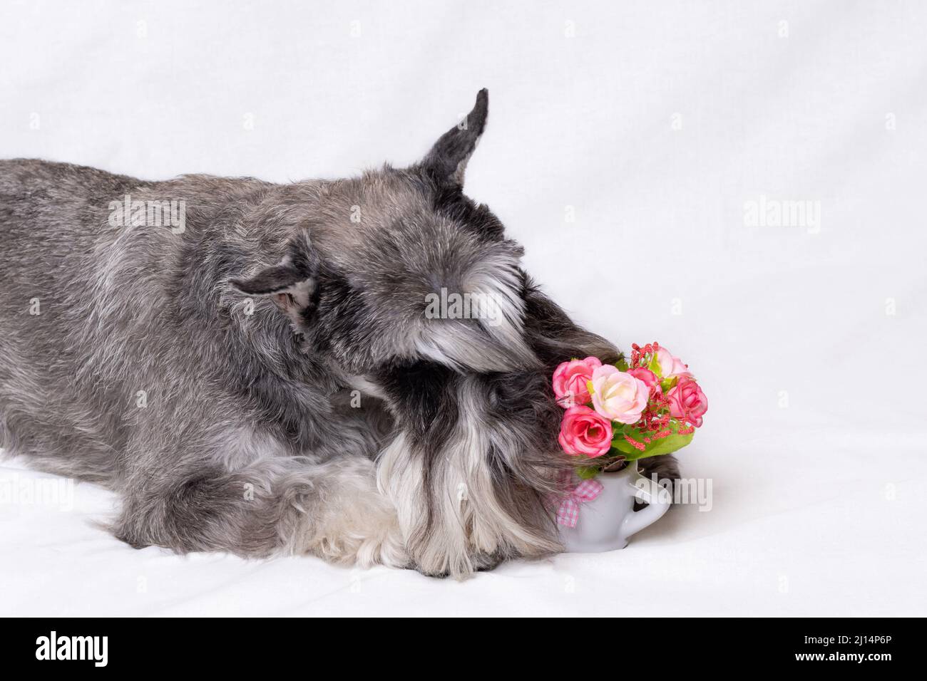 Cane schnauzer in miniatura su una coperta bianca accanto ad un cesto di fiori. Cura degli animali domestici. Regalo per la mamma. Fiori per mamma. Gli animali domestici sono come le persone Foto Stock