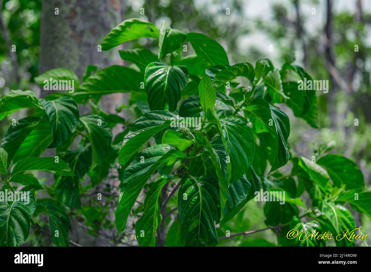 La foto mostra un noni frutta appesa ad un albero. L'albero di morinda è esotico e nativo dei tropici. Qualità fotografica HD. Foglie di verde scuro lucido e. Foto Stock