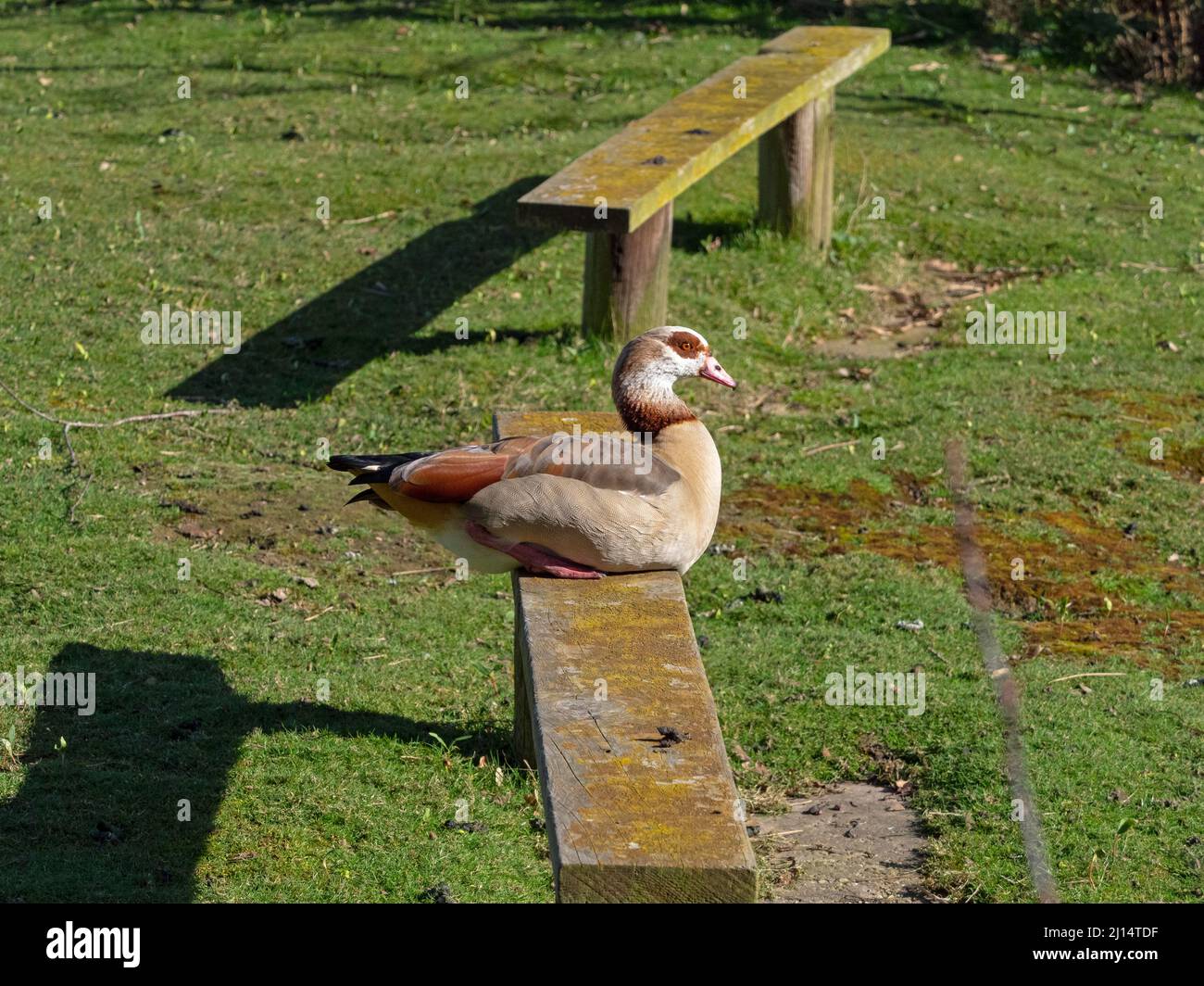 Egyptain Goose Alopochen aegyptiacus seduto sul banco del parco Foto Stock