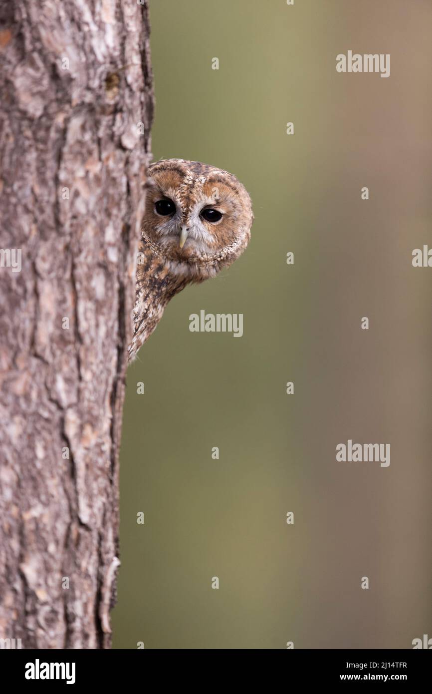 Tawny Owl (Strix aluco) adulto che si aggira intorno al tronco, Suffolk, Inghilterra, ottobre Foto Stock