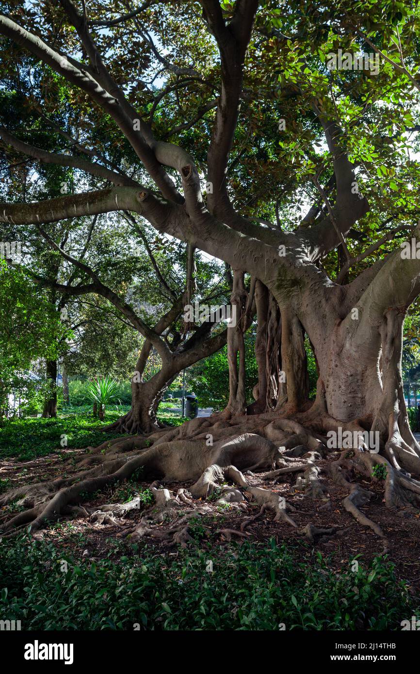 Antichi alberi di magnolia nel lussureggiante giardino Principe Real, (Jardim do Príncipe Real) situato in un quartiere storico di Lisbona, Portogallo. Foto Stock
