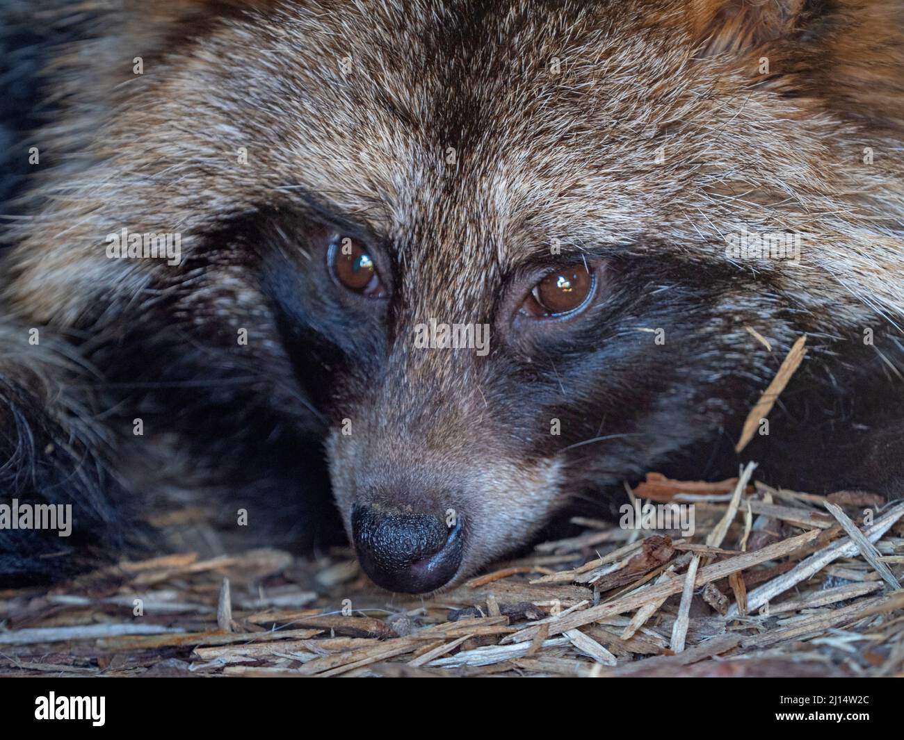 Cane da raccoon comune Nyctereutes procyonoides Foto Stock