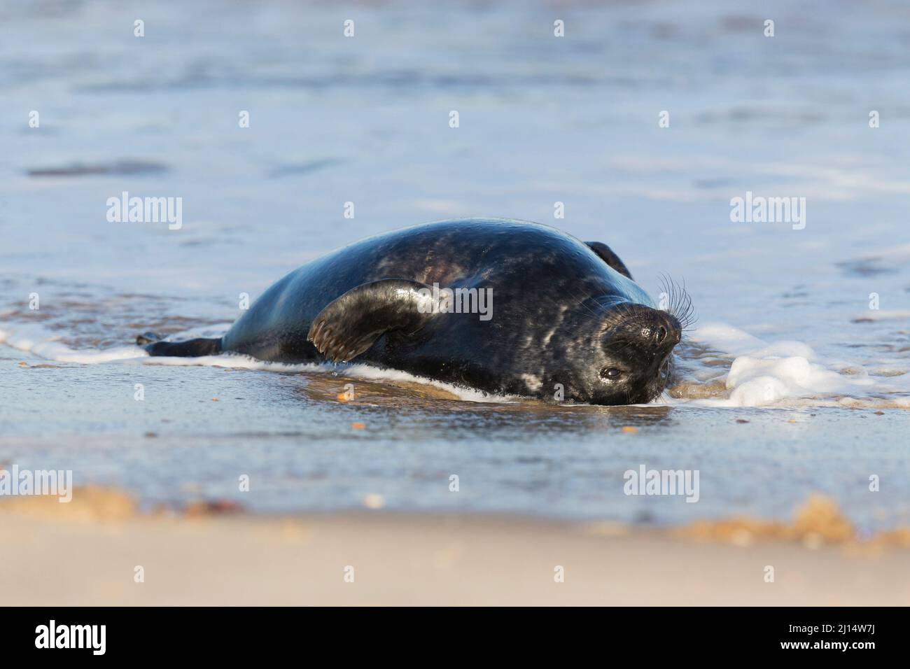 Gray Seal (Halichoerus grypus) cucciolone di 5-6 settimane che riposa in surf, Horsey, Norfolk, Inghilterra, gennaio Foto Stock