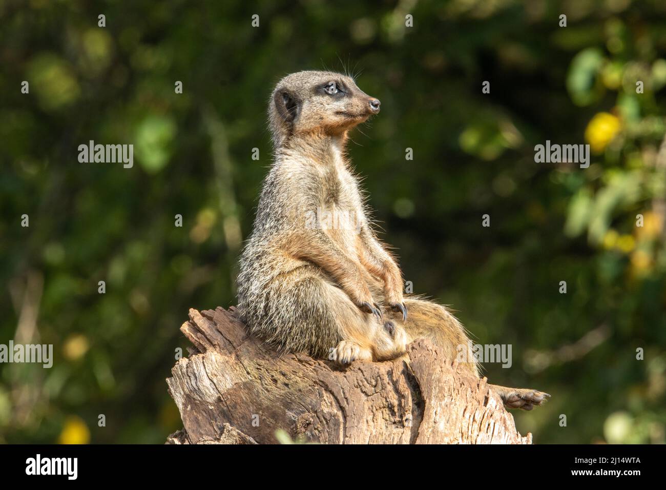 Un meerkat dalla coda sottile (Suricata suricatta) che guarda e isolato su uno sfondo verde naturale Foto Stock