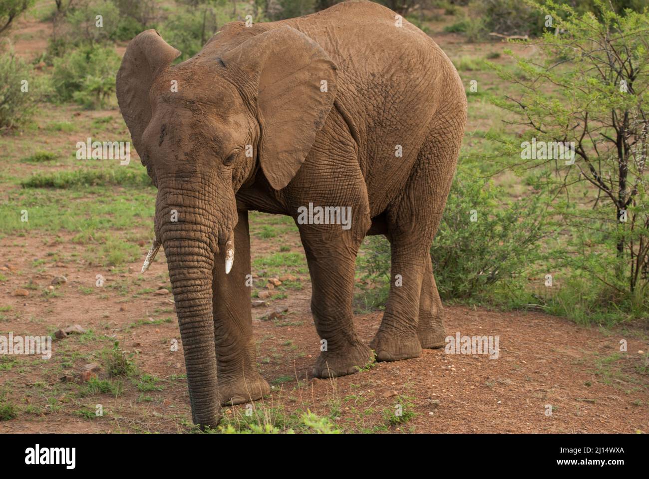 Un elefante africano nel parco nazionale di Pilanesberg in Sudafrica Foto Stock