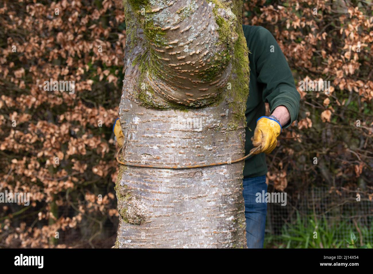 Plant sostiene - facendo i supporti di pianta di metallo piegando 6mm acciaio-verghe in forma intorno ad albero e poi . . . (per altre immagini, vedere ulteriori informazioni) Foto Stock