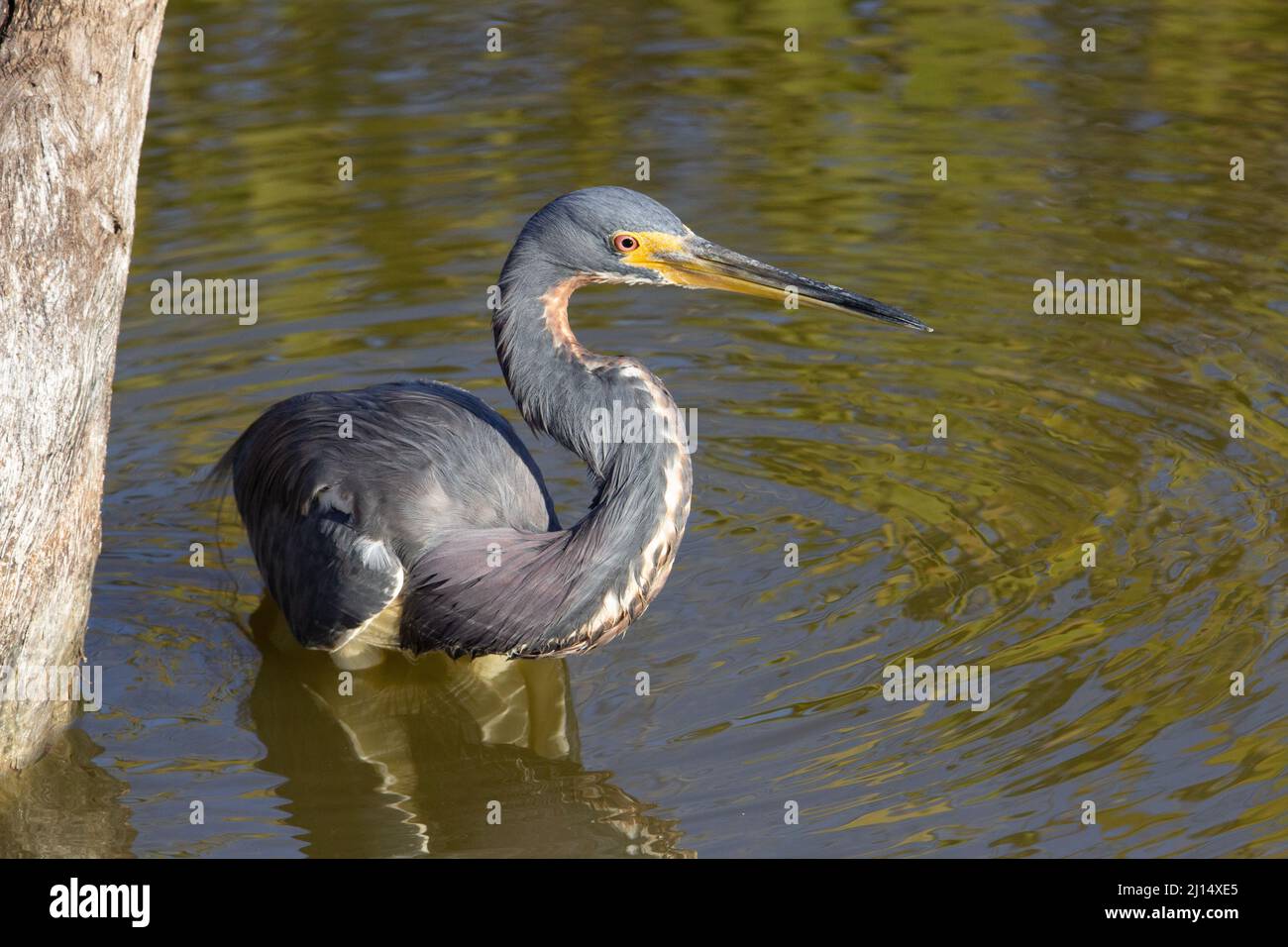 Erone tricolore (Egretta tricolore) profilo di un airone tricolore nell'acqua della palude con alberi sullo sfondo Foto Stock