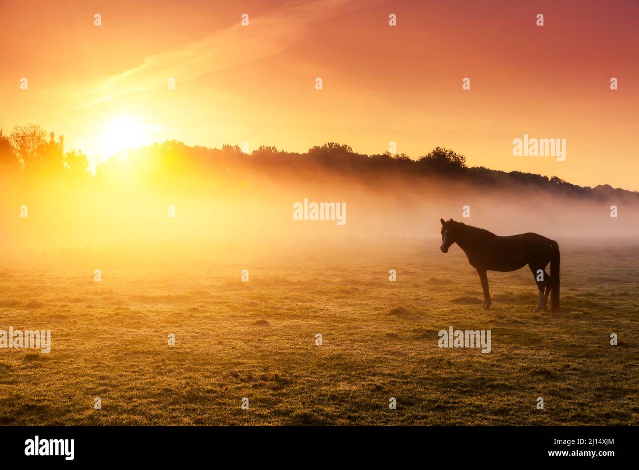 Cavalli arabi il pascolo su terreni adibiti a pascolo al tramonto in arancione raggi di sole. Drammatica scena di nebbia. Carpazi, Ucraina, l'Europa. Bellezza Mondo. Foto Stock