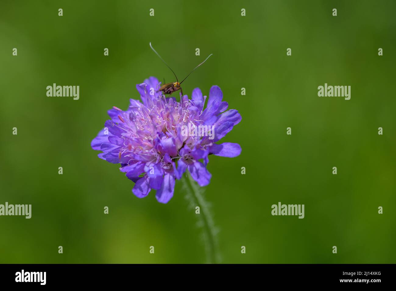 Primo piano di insetto su un legno Scabious (Knautia dipsacifolia) Foto Stock