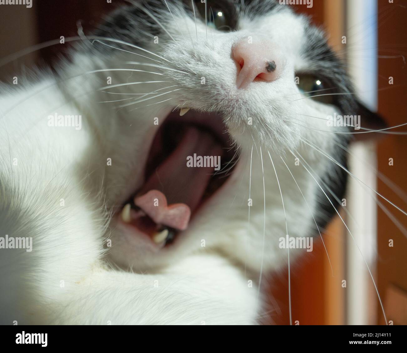 Un gatto bianco e nero con la bocca larga aperta in quello che sembra essere un grido Foto Stock