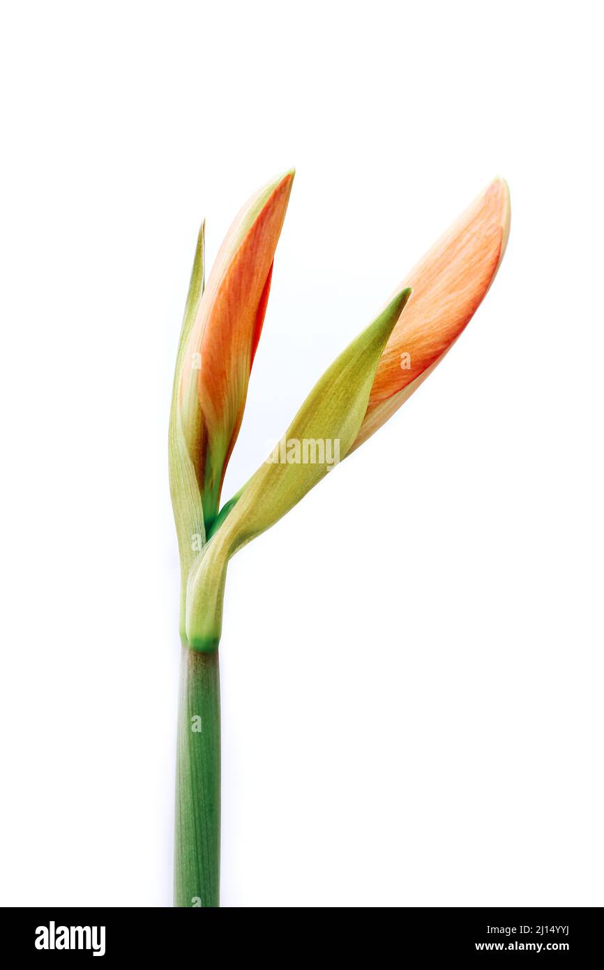 Amaryllis in erba su sfondo bianco, primo piano Foto Stock