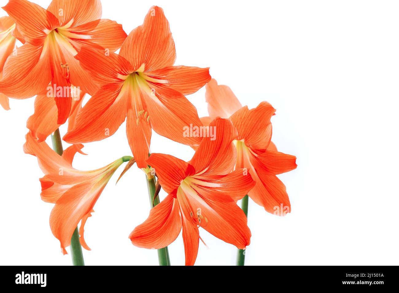 Hippeastrum rutilum in piena fioritura su sfondo bianco Foto Stock