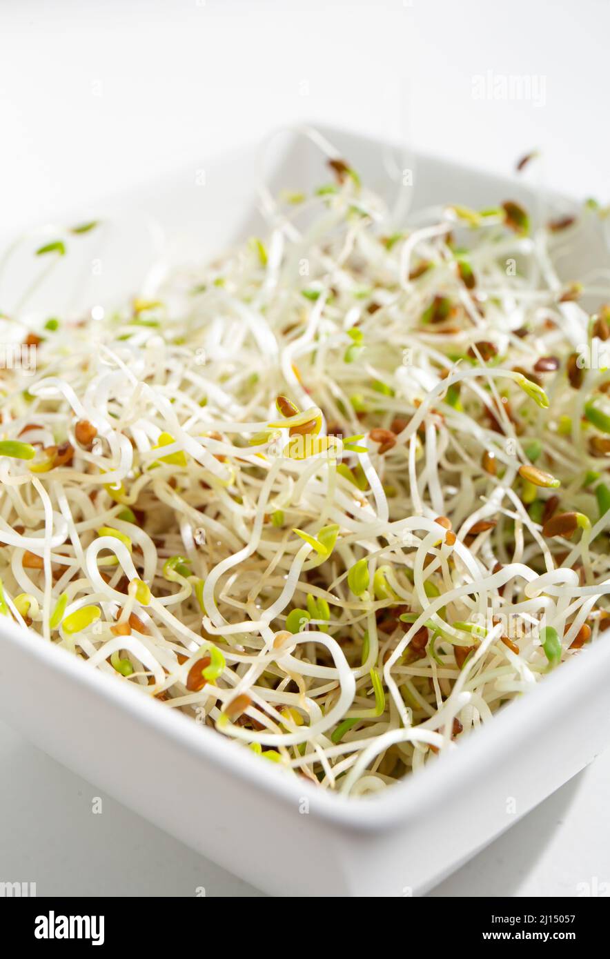 Macro foto di sana fresca erba medica o erba medica medicago sativa germogli in ciotola bianca, retroilluminazione. Utilizzato per guarnire o insalata. Foto Stock