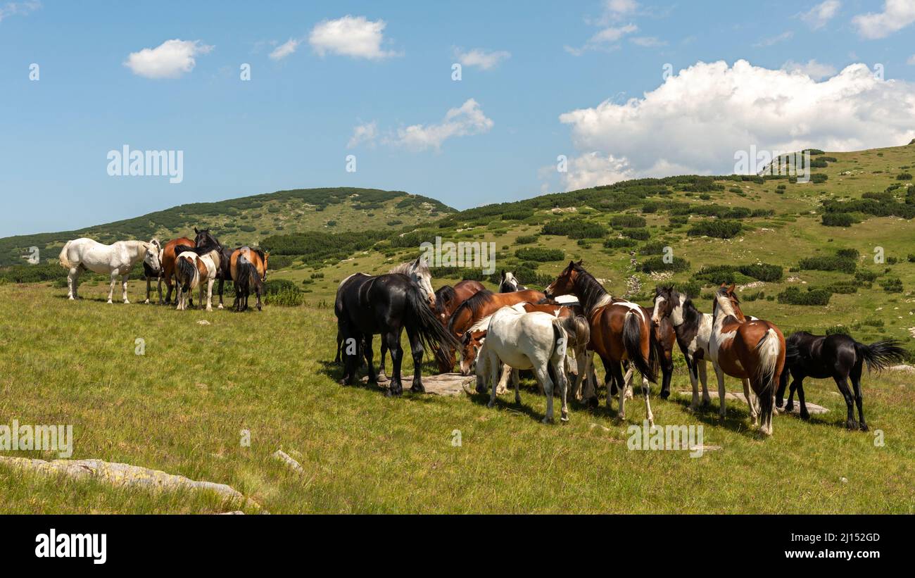 Cavalli selvatici nel Parco Nazionale e riserva naturale di Rila, Monti Rila, Bulgaria, Europa sudorientale, Balcani Foto Stock
