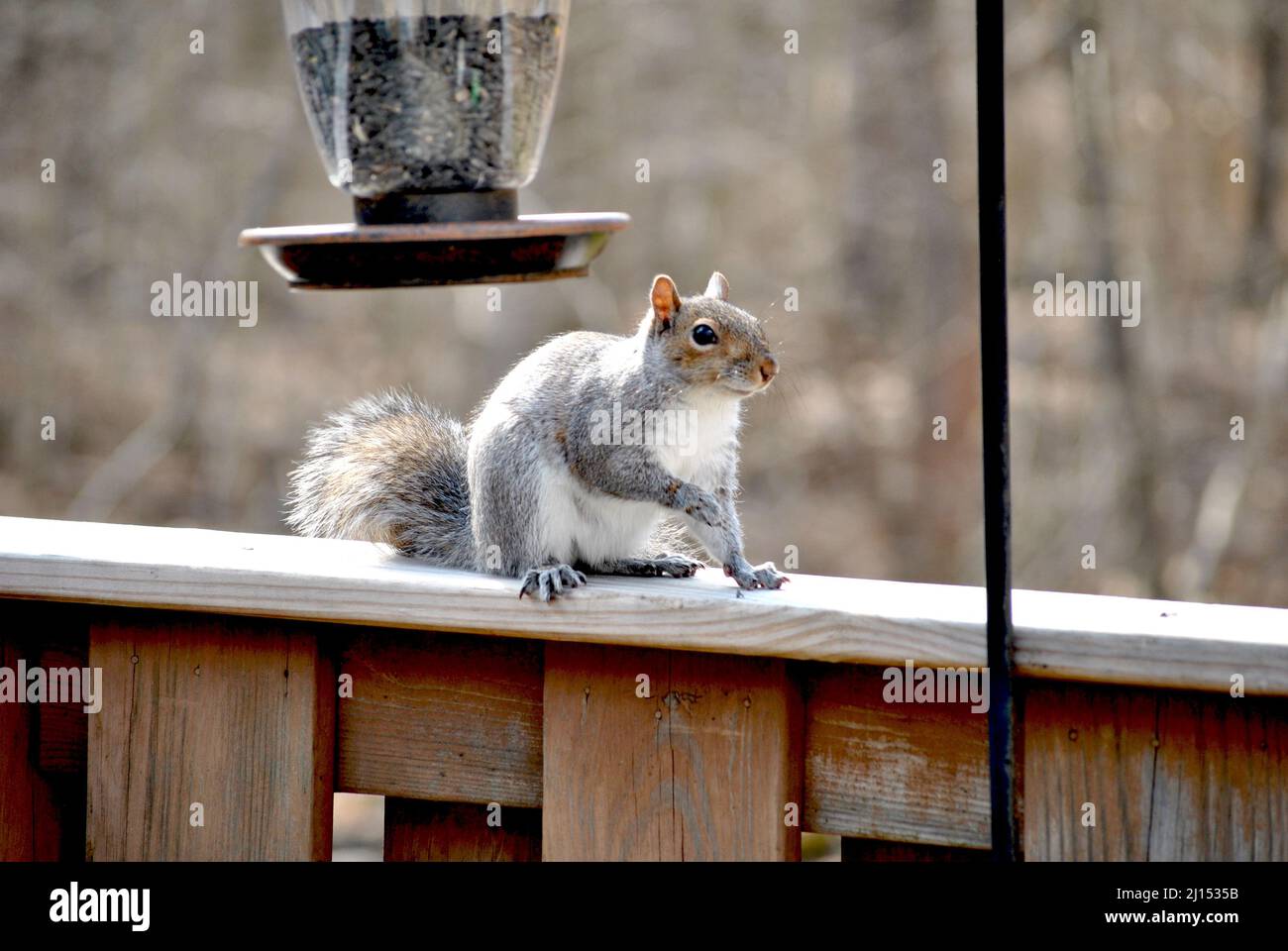 Scoiattolo catturato cercando di ottenere cibo dal birdfeeder Foto Stock