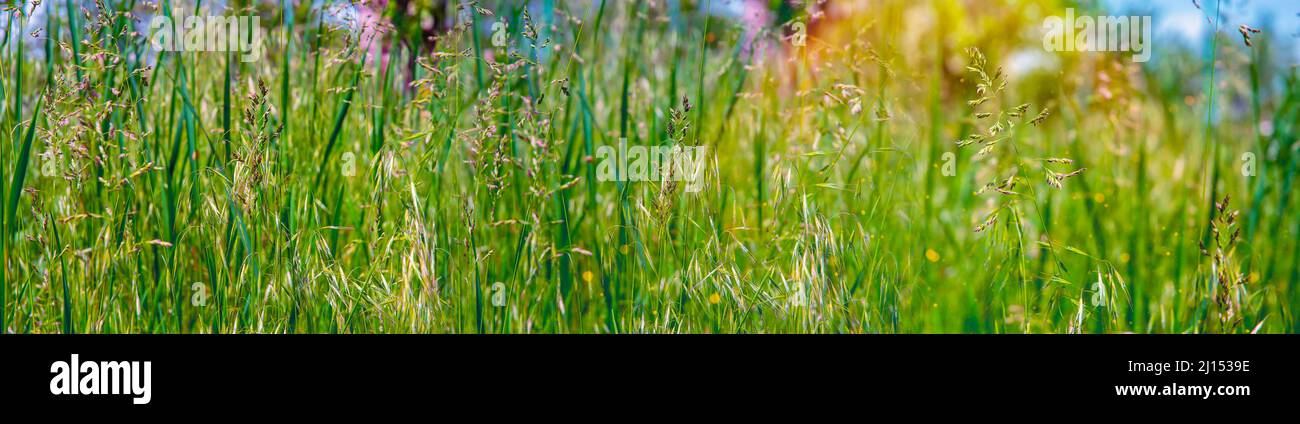 prato estivo vicino con erba, fiori selvatici, e raggi di sole. Sfondo estivo, carta da parati. Foto Stock