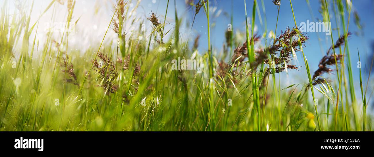 prato estivo vicino con erba, fiori selvatici, e raggi di sole. Sfondo estivo, carta da parati. Foto Stock