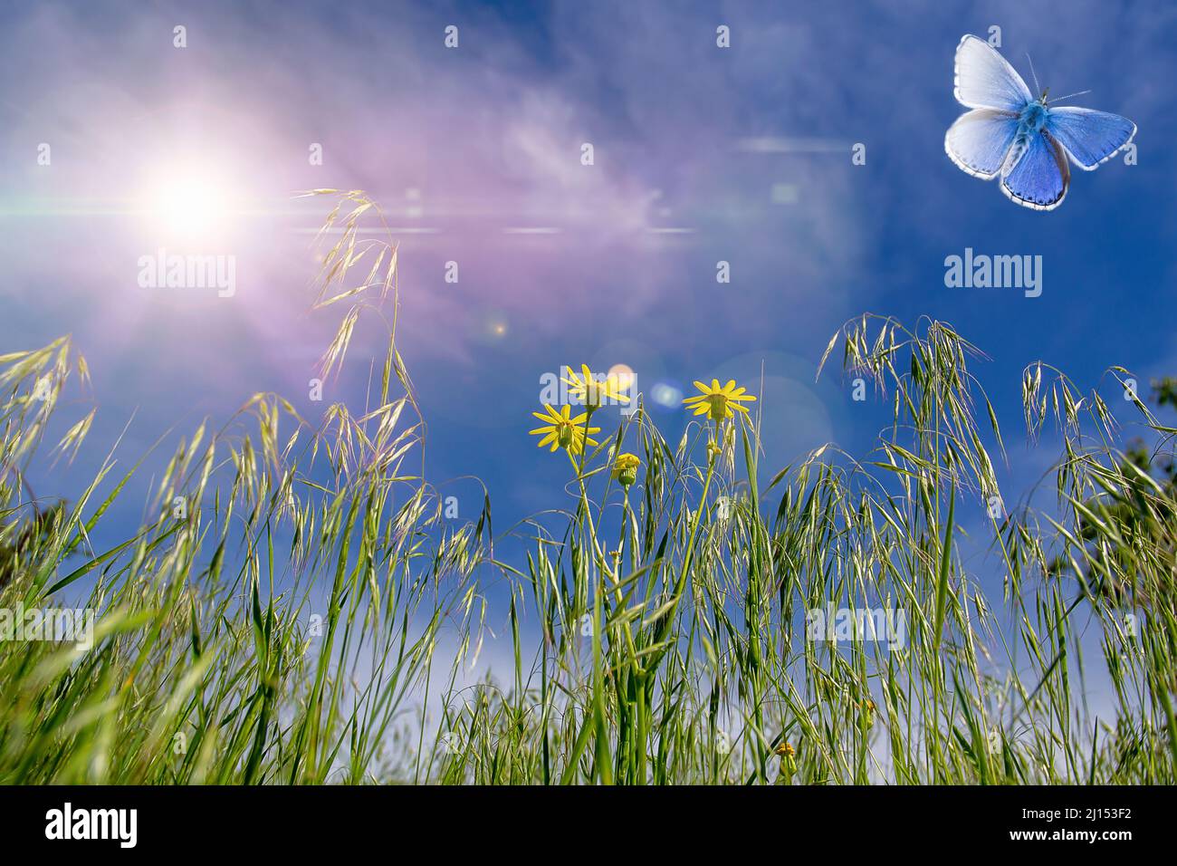 prato estivo con fiori selvatici, raggi solari e farfalle. Sfondo estivo, carta da parati. Foto Stock