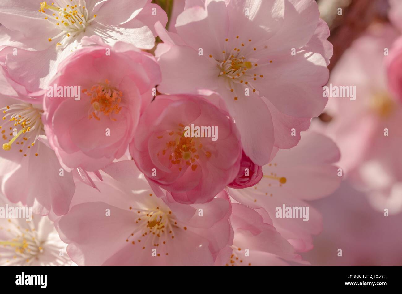 bella rosa fiori di ciliegia giapponese Foto Stock