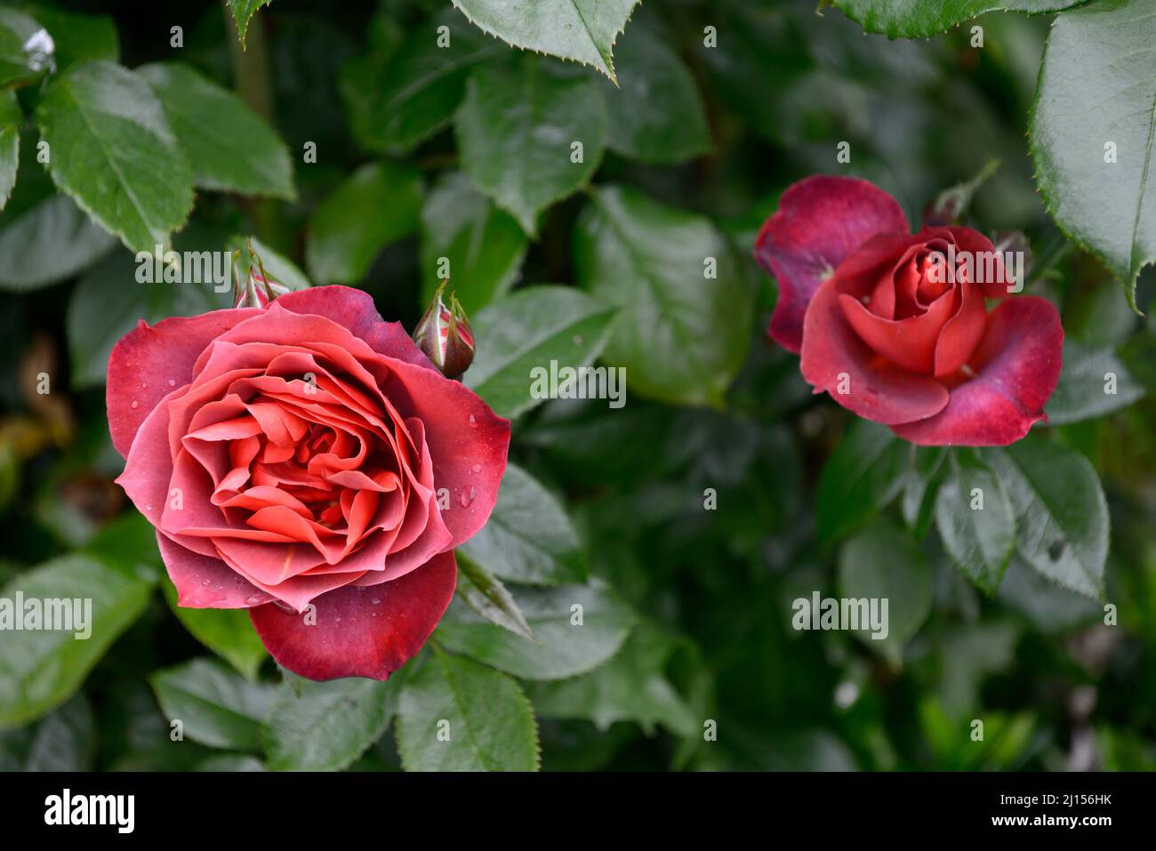 Rosa cioccolata calda, rosa cioccolata calda, floribunda rosa, rose, marrone russet, fiore, fiori, fioritura, foto dall'alto, scatto dall'alto, RM floreale Foto Stock