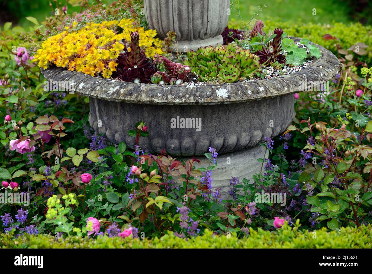 urna,gotica,vittoriano,stile,piantatrice,fiore,fiori,esposizione,succulente,succulenti,porri casa,sempervivum,mix,misto,contenitore giardinaggio,ornamentale Foto Stock