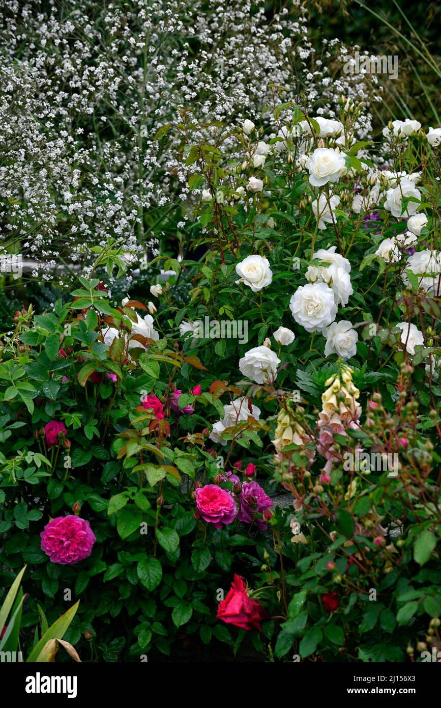 Rose bianche e rosse, foxglove, foxglove, crambe cordifolia, impianto misto schema, cottage giardino, rose in giugno, letto misto, bordo misto, rose e crambe, ro Foto Stock