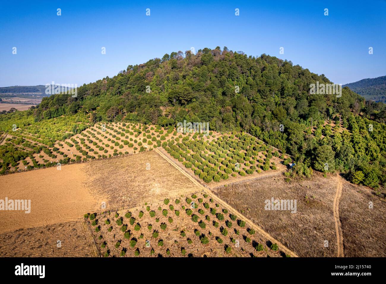 I frutteti di avocado appena piantati sormontano una collina boschiva fino al chagrin di molti locali a Zirahuen, Michoacan, Messico. Foto Stock