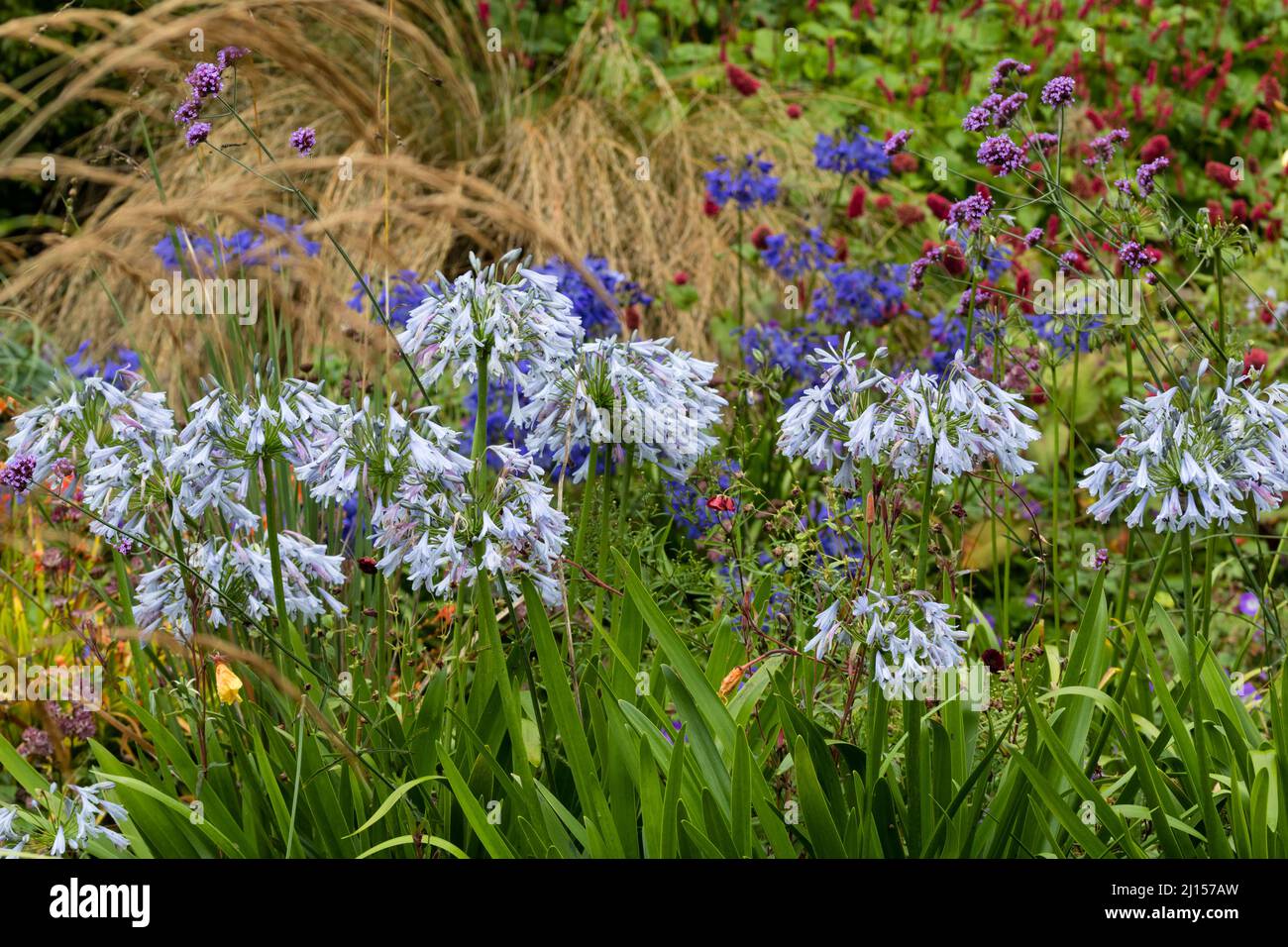 Fiori blu pallido di Agapanthus 'Bethlehem Star' domina una piantagione mista nel Giardino d'Estate presso la Casa Giardino Foto Stock