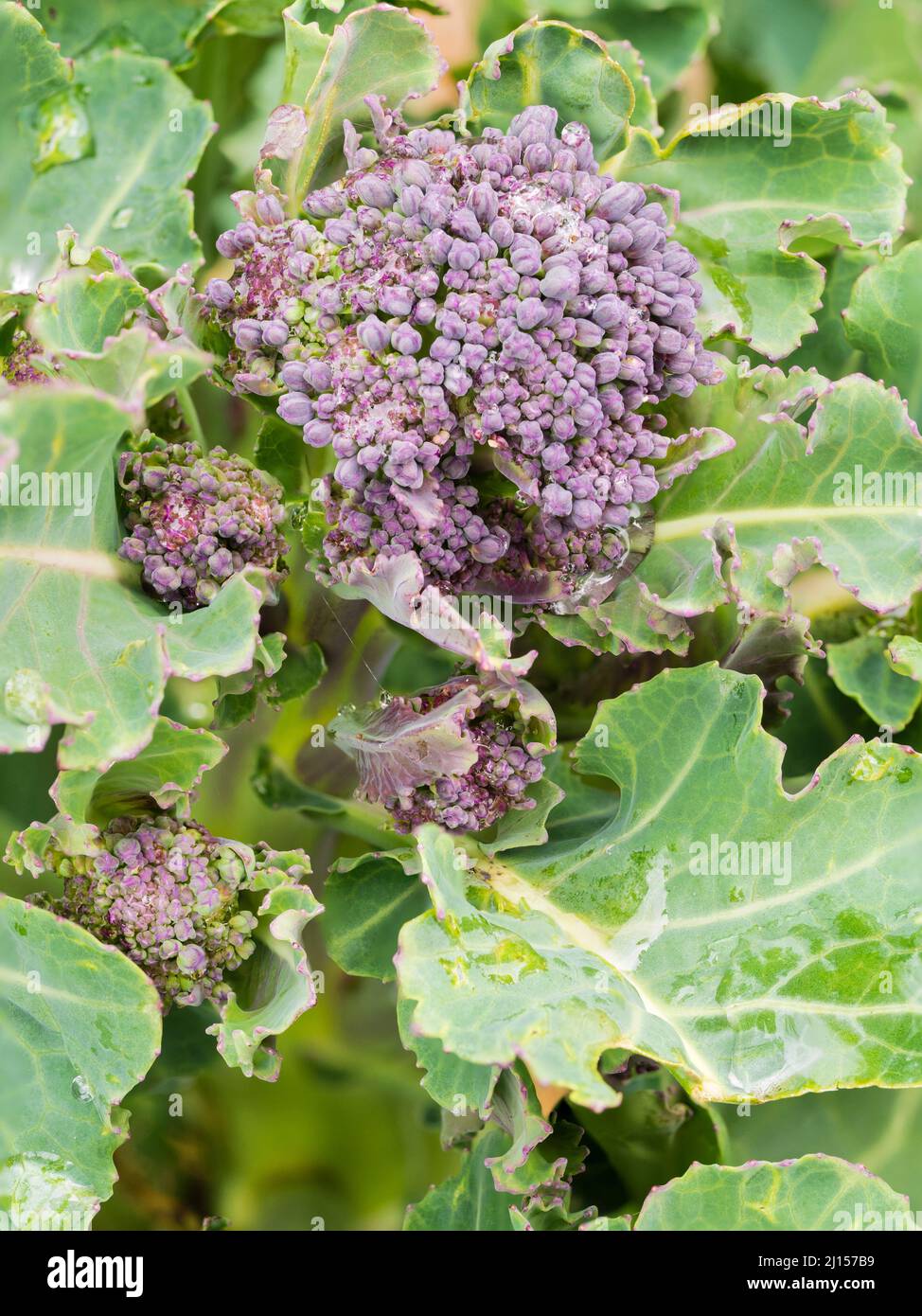 Germogli e steli commestibili della verdura primaverile fredda e dura, broccoli germoglianti viola, Brassica oleracea var. Italica Foto Stock