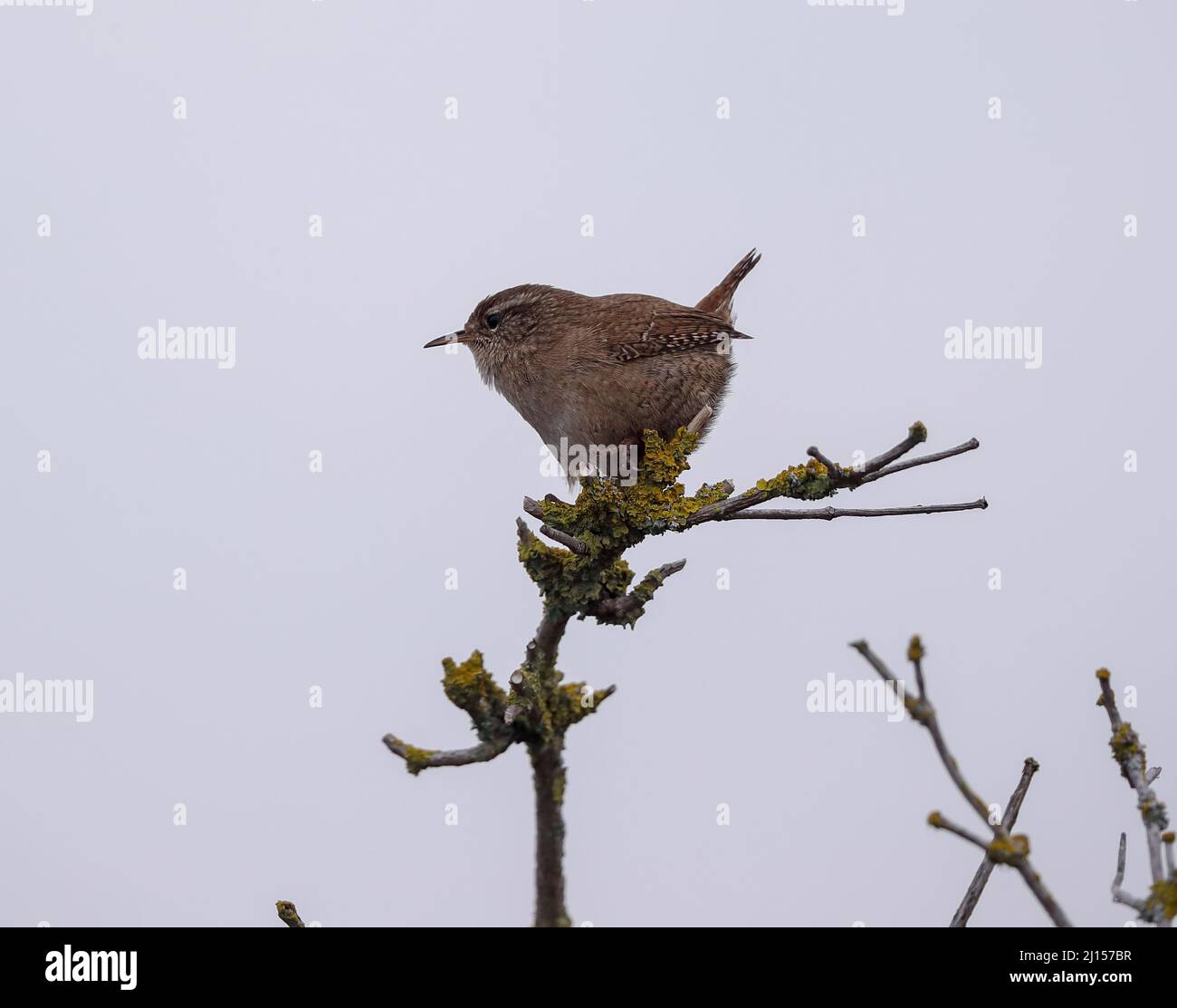 Wren (Troglodytes troglodytes) Foto Stock