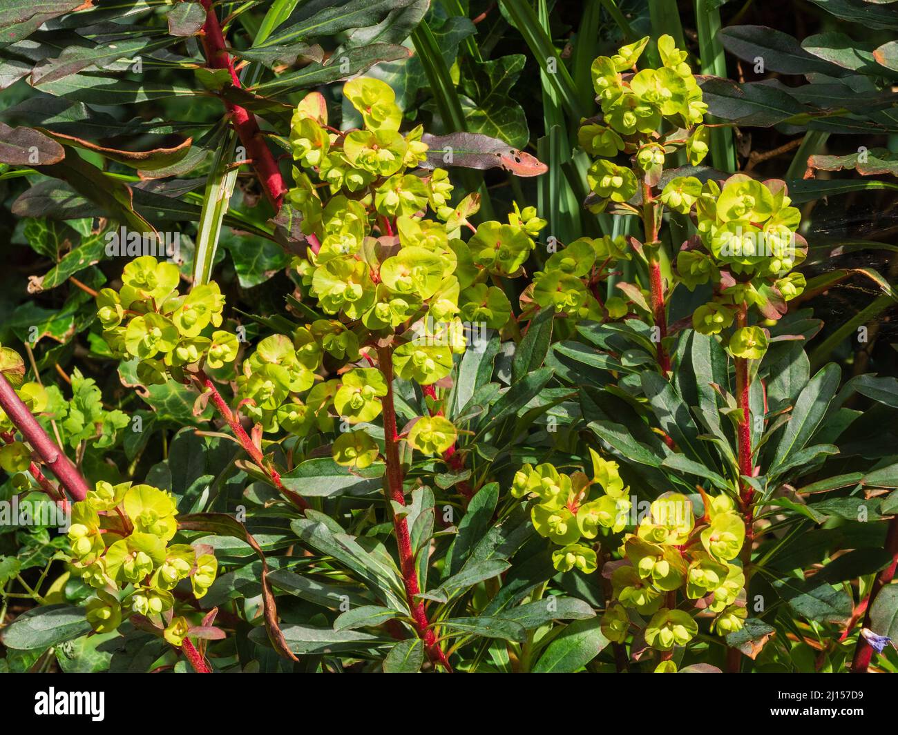 Foglie scure, steli rossi e bratte acide gialle della forma selezionata dello spurge di legno sempreverde, Euphorbia amigdaloides 'Purpurea' Foto Stock