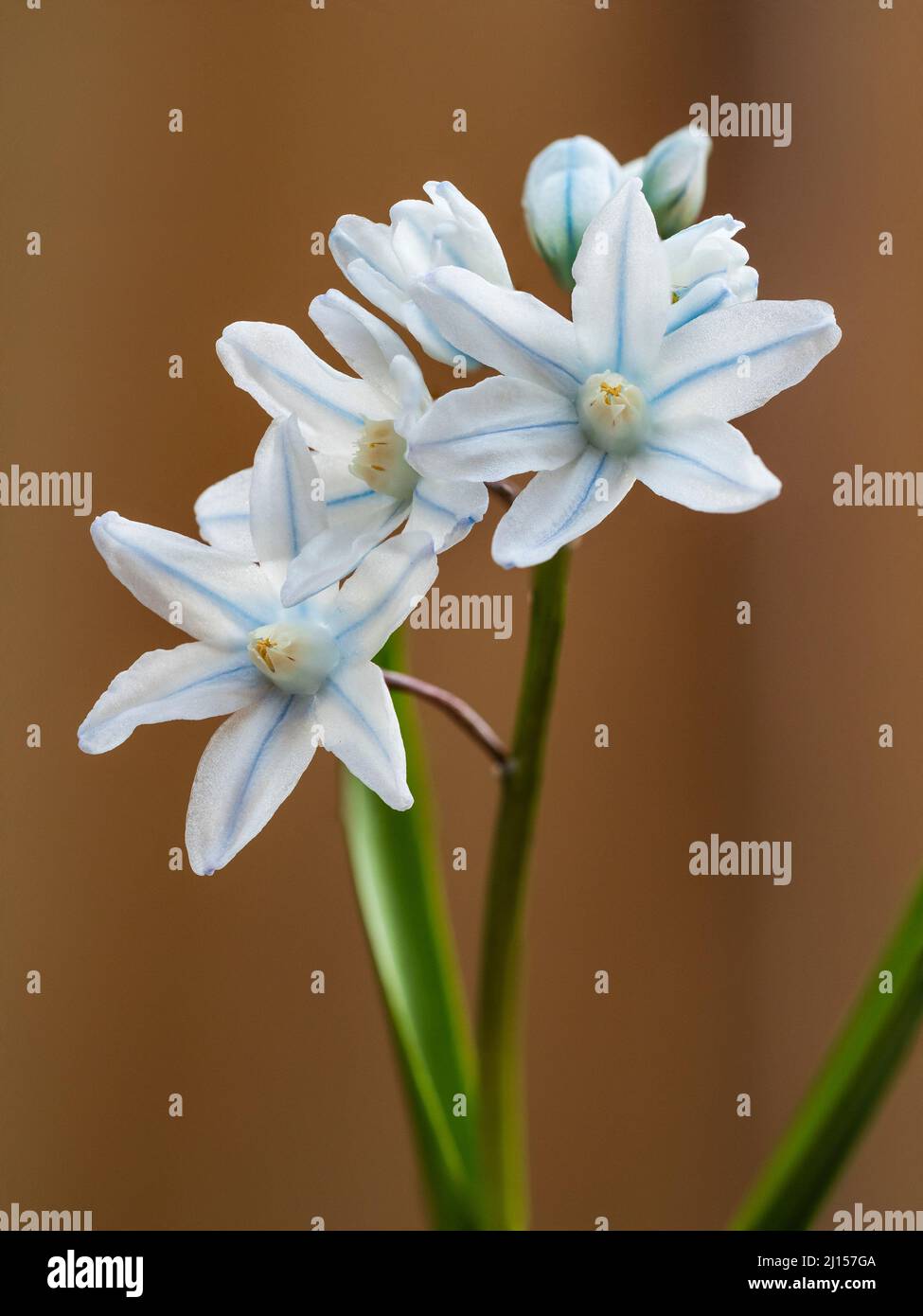 Fiori bianchi a strisce blu dello squill a strisce o russo, Puschkinia scilloides var. Libanotica Foto Stock