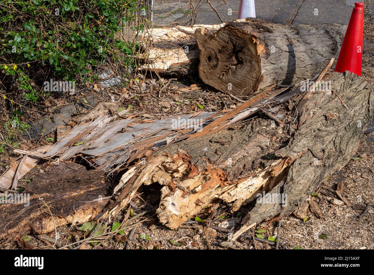 Sezioni di un albero soffiato giù da Storm Eunice, tagliato in sezioni per la rimozione. Tronco di albero segato su marciapiede con coni di avvertimento Foto Stock