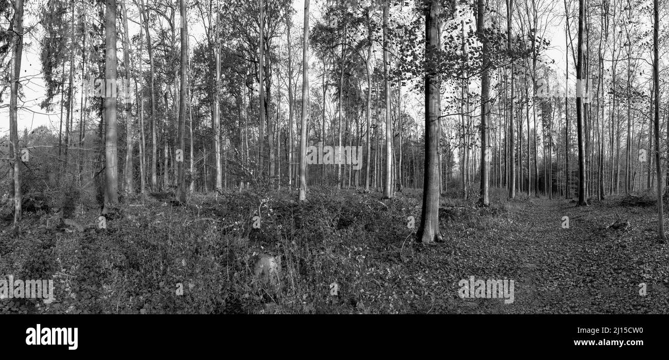 Paesaggio rurale nella regione di Taunus in bella mattina luce del mattino chiaro Foto Stock