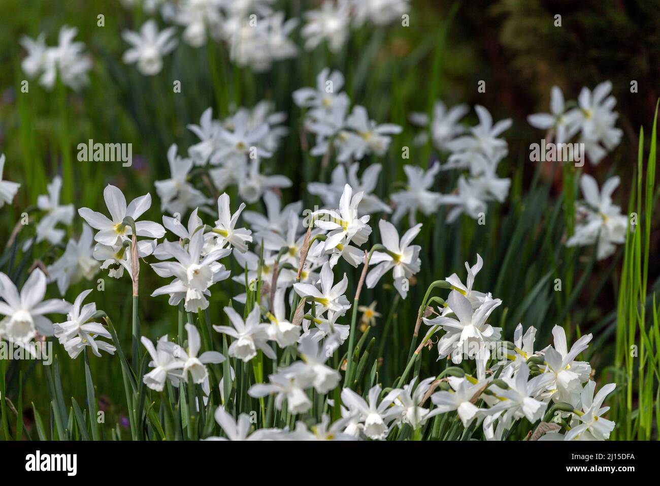 Fiori di giacinto in un giardino primaverile. Foto Stock