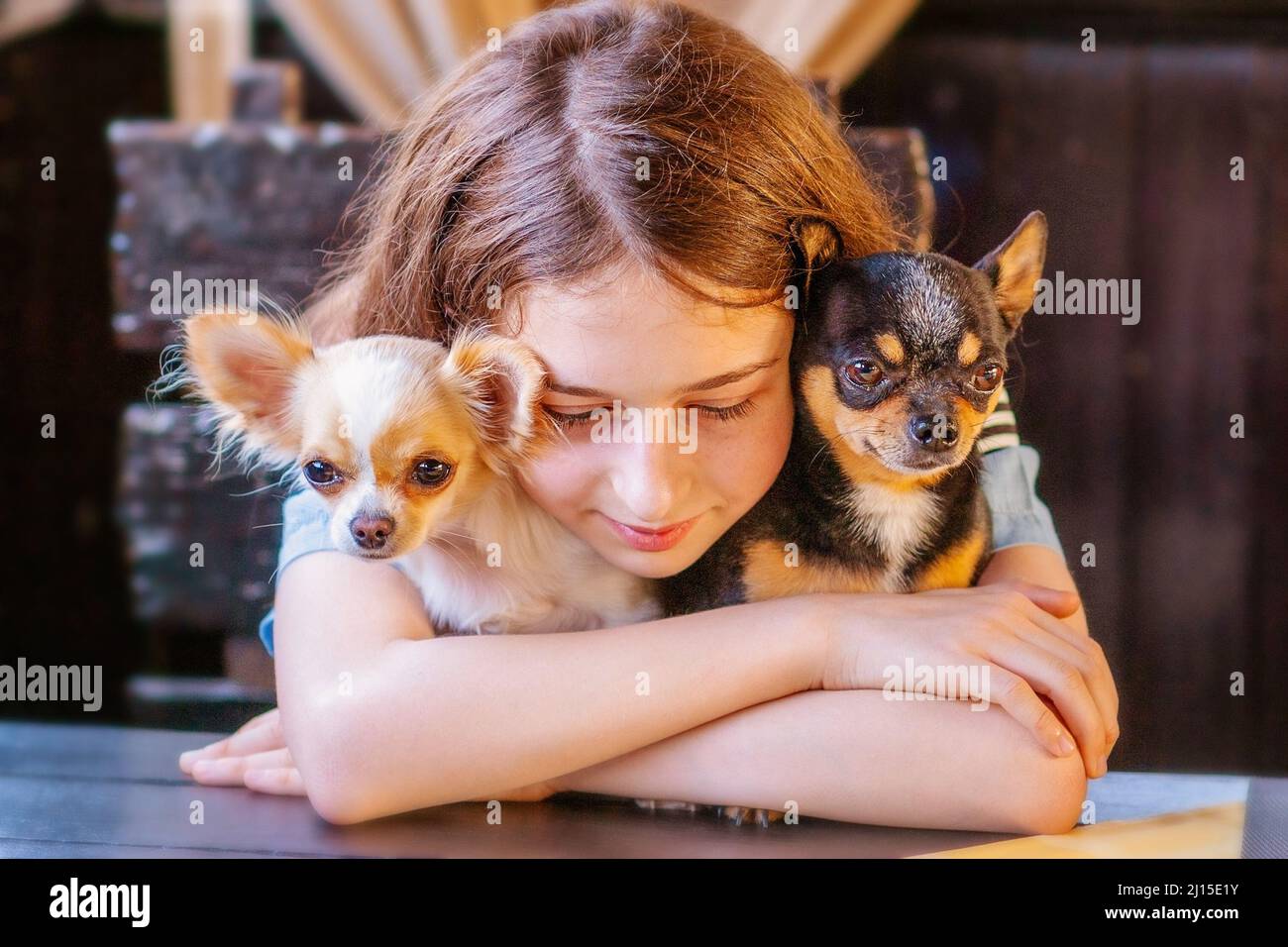Una ragazza e due cani. Ragazza teen con due cani chihuahua bianchi e neri. La ragazza abbraccia i cani. Foto Stock