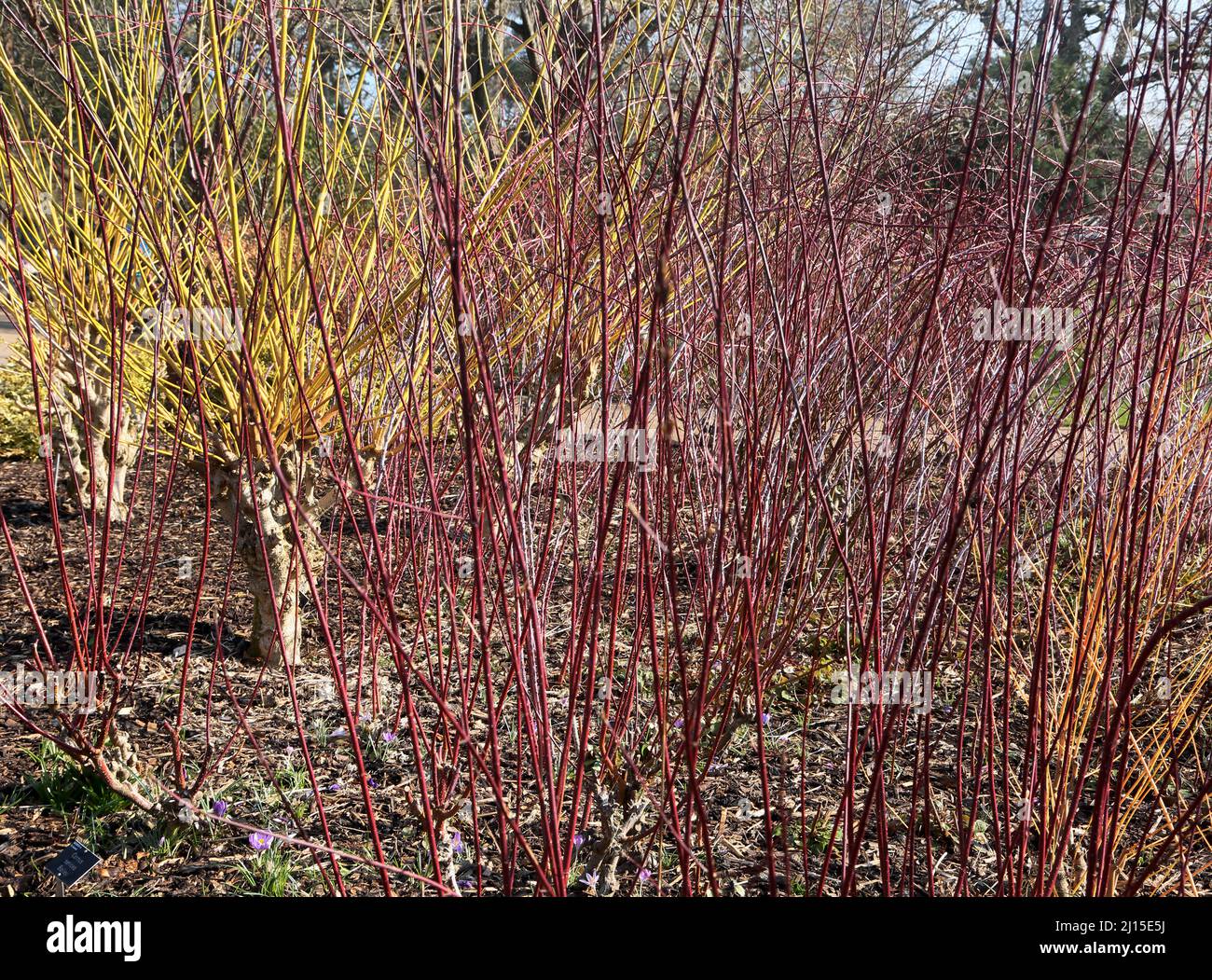Wisley RHS Garden Woking Surrey Red Twigged Dogwood (Cornus Sericea Baileyi) Multi stemed Fast Growing Scuckering arbusto deciduo Foto Stock
