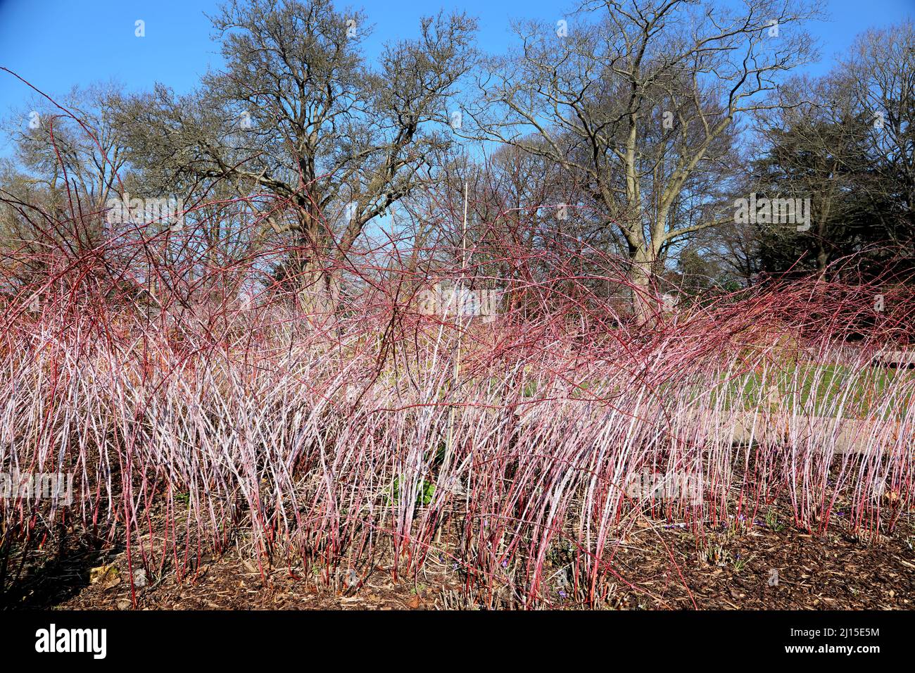 Wisley RHS Garden Woking Surrey Red Twigged Dogwood (Cornus Sericea Baileyi) Multi stemed Fast Growing Scuckering arbusto deciduo Foto Stock